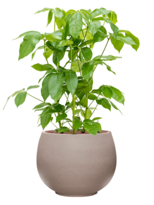 Schefflera actinophylla 'Amate' en Rotunda Urban