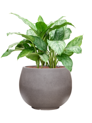 Aglaonema 'Chantal' en Rotunda Urban
