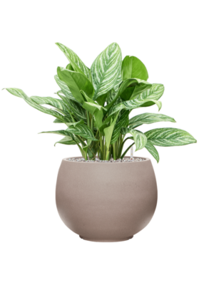 Aglaonema 'Stripes' en Rotunda Urban