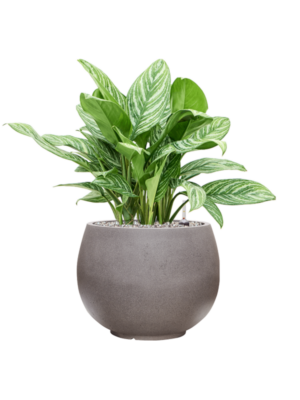 Aglaonema 'Stripes' en Rotunda Urban