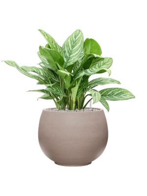 Aglaonema 'Stripes' en Rotunda Urban