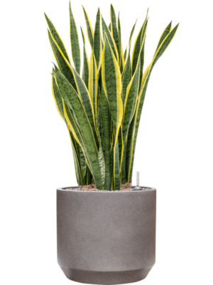 Sansevieria trifasciata 'Laurentii' en Rotunda Urban