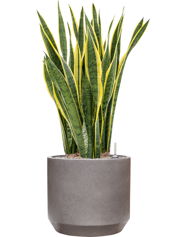 Sansevieria trifasciata 'Laurentii' en Rotunda Urban, Tau