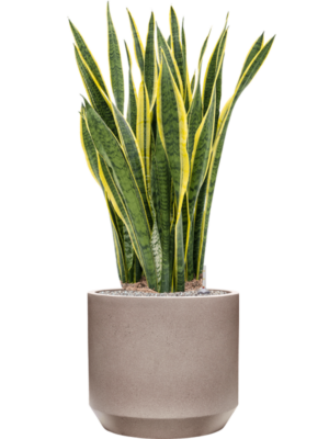 Sansevieria trifasciata 'Laurentii' en Rotunda Urban