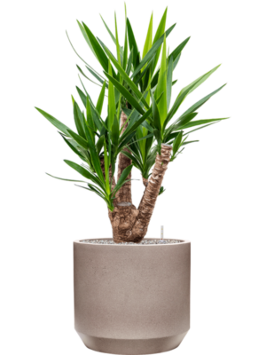 Yucca elephantipes en Rotunda Urban