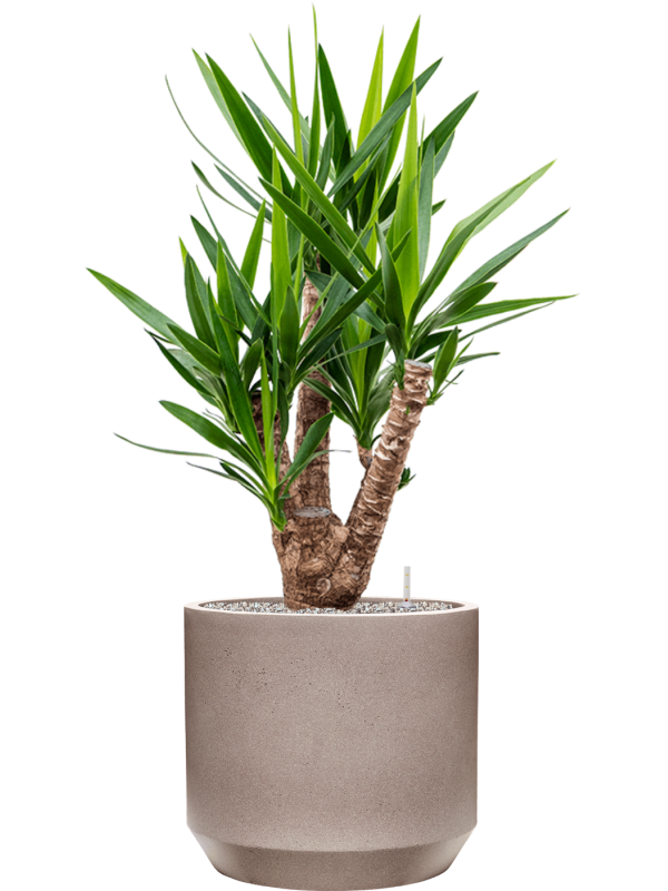 Yucca elephantipes en Rotunda Urban, Tau