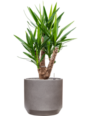 Yucca elephantipes en Rotunda Urban