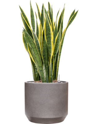 Sansevieria trifasciata 'Laurentii' en Rotunda Urban