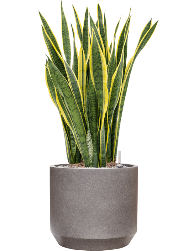 Sansevieria trifasciata 'Laurentii' en Rotunda Urban, Tau