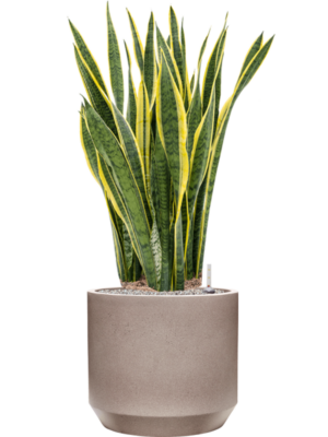 Sansevieria trifasciata 'Laurentii' en Rotunda Urban
