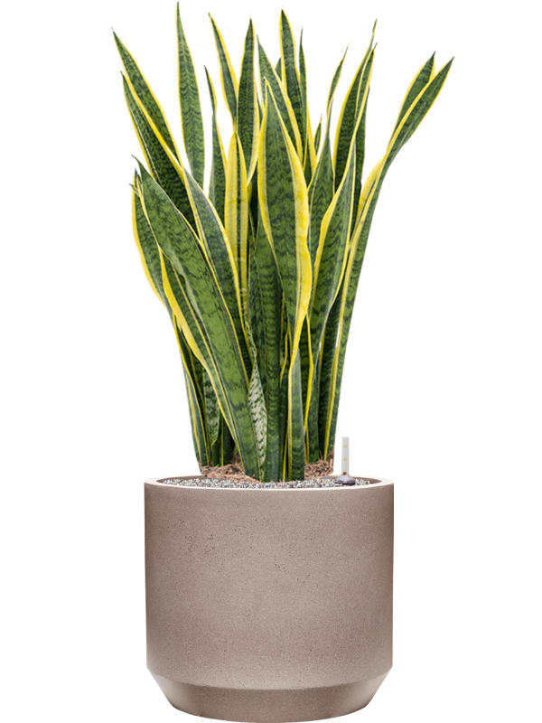 Sansevieria trifasciata 'Laurentii' en Rotunda Urban, Tau