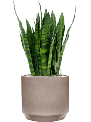 Sansevieria zeylanica en Rotunda Urban