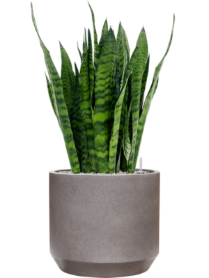 Sansevieria zeylanica en Rotunda Urban
