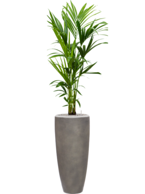 Kentia (Howea) forsteriana en Baq Nucast