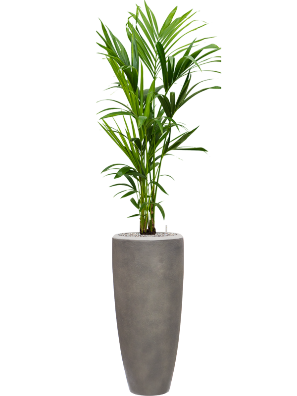 Kentia (Howea) forsteriana en Baq Nucast