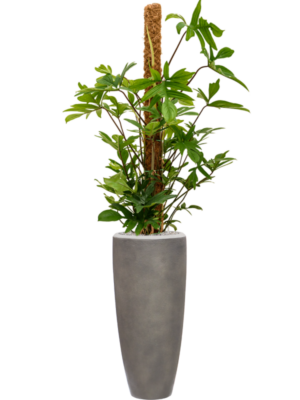 Philodendron pedatum en Baq Nucast