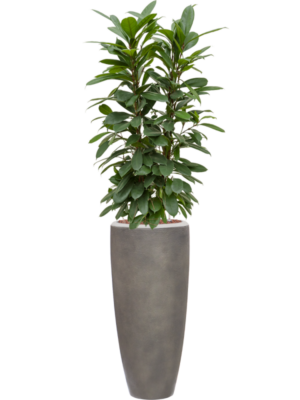 Ficus cyathistipula en Baq Nucast