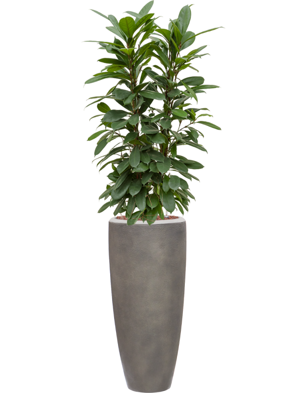 Ficus cyathistipula en Baq Nucast