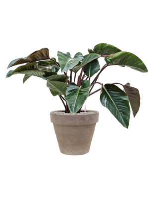 Philodendron 'Red Beauty' en Terra Cotta
