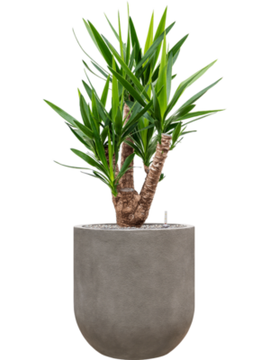 Yucca elephantipes en Baq Nucast