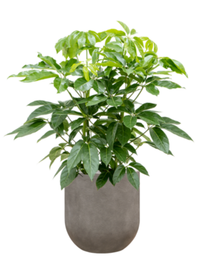 Schefflera actinophylla 'Amate' en Baq Nucast