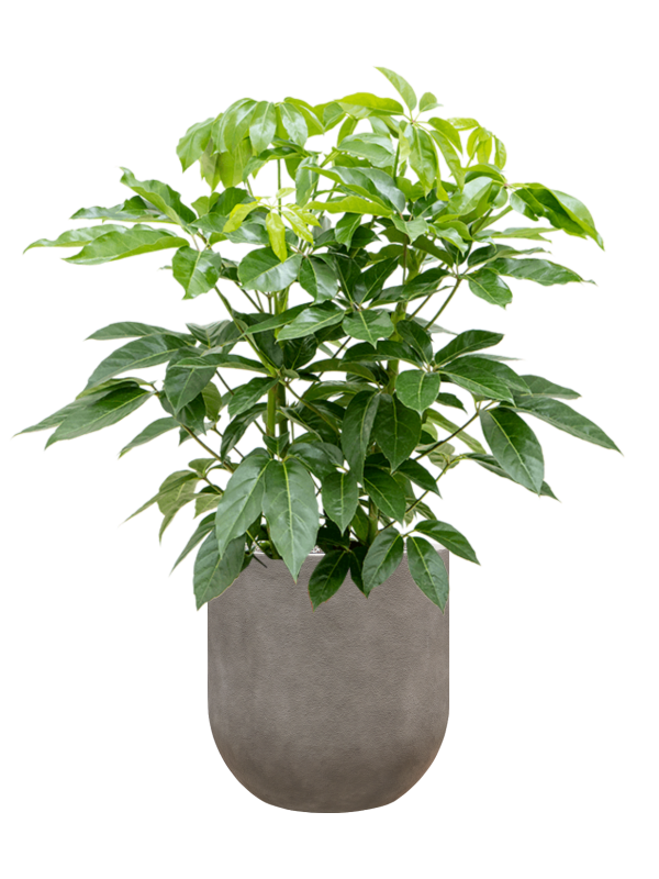 Schefflera actinophylla 'Amate' en Baq Nucast