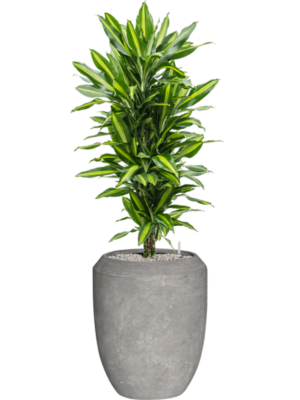 Dracaena fragrans 'Cintho' en Baq Polystone Coated Plain