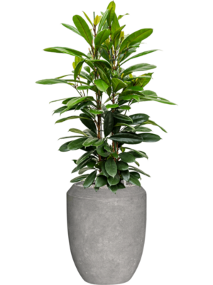 Ficus cyathistipula en Baq Polystone Coated Plain