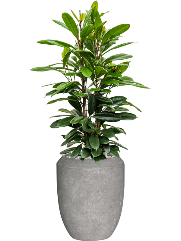 Ficus cyathistipula en Baq Polystone Coated Plain