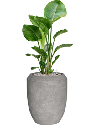 Strelitzia nicolai en Baq Polystone Coated Plain