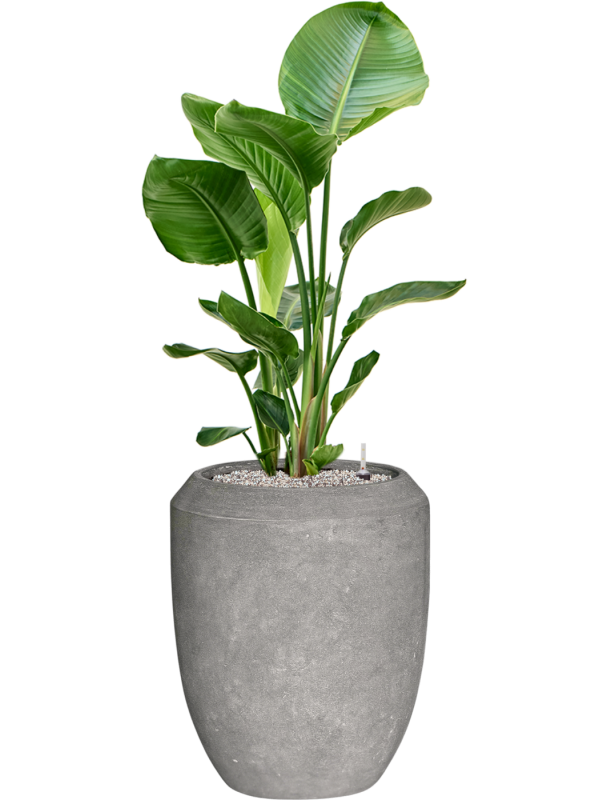 Strelitzia nicolai en Baq Polystone Coated Plain