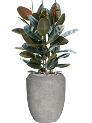 Ficus elastica 'Abidjan' en Baq Polystone Coated Plain