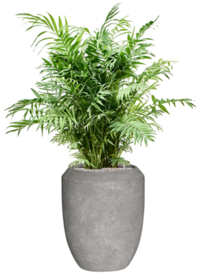 Chamaedorea elegans en Baq Polystone Coated Plain