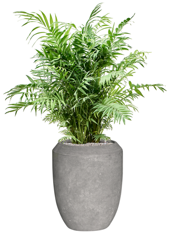 Chamaedorea elegans en Baq Polystone Coated Plain