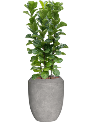 Ficus lyrata 'Bambino' en Baq Polystone Coated Plain
