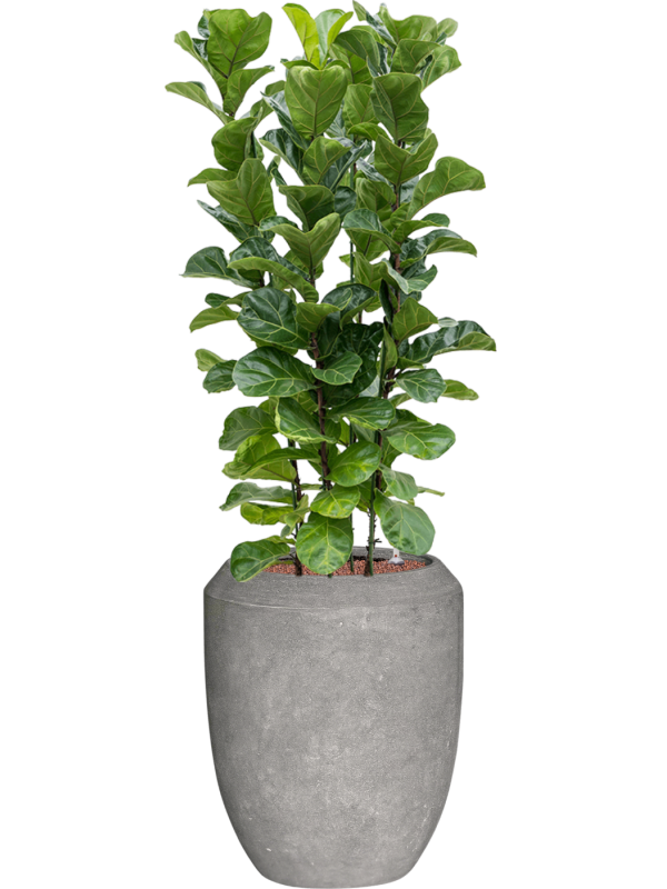 Ficus lyrata 'Bambino' en Baq Polystone Coated Plain