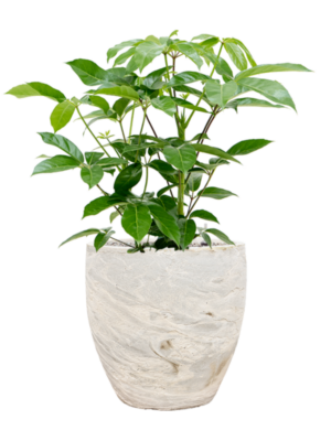Schefflera actinophylla 'Amate' en Baq Algar