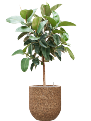 Ficus elastica 'Robusta' en Baq Naturescast