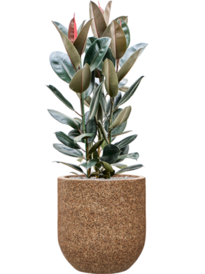 Ficus elastica 'Abidjan' en Baq Naturescast