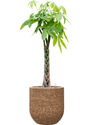 Pachira aquatica en Baq Naturescast