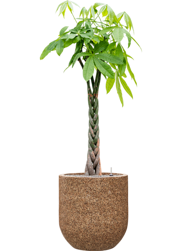 Pachira aquatica en Baq Naturescast