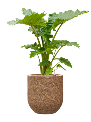 Alocasia 'Portodora' en Baq Naturescast