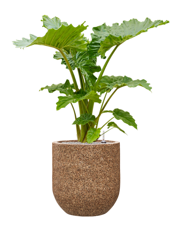 Alocasia 'Portodora' en Baq Naturescast