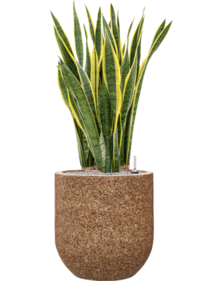 Sansevieria trifasciata 'Laurentii' en Baq Naturescast