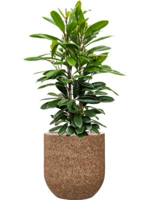 Ficus cyathistipula en Baq Naturescast