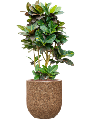 Croton (Codiaeum) variegatum 'Petra' en Baq Naturescast