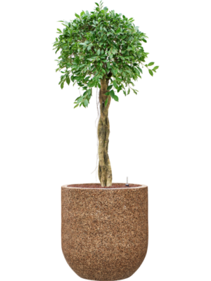 Ficus microcarpa 'Nitida' en Baq Naturescast