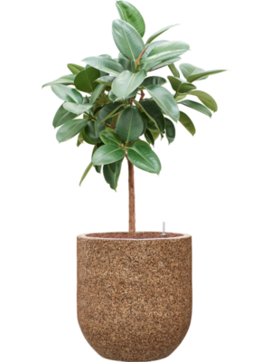 Ficus elastica 'Robusta' en Baq Naturescast