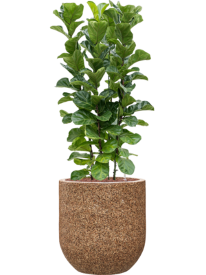 Ficus lyrata 'Bambino' en Baq Naturescast