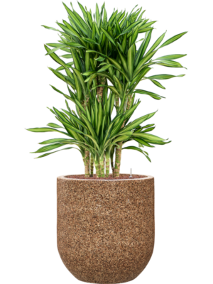 Dracaena fragrans 'Riki' en Baq Naturescast
